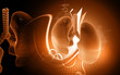 human lungs