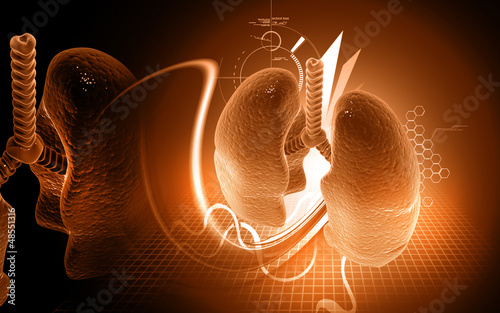 Illustration: human lungs human lungs