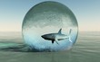 requin