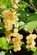 Photo: Ripe white currants. Ripe white currants.