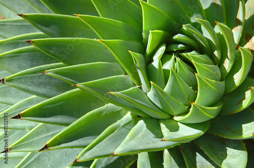 Photo: Spiral patterns of an aloe Spiral patterns of an aloe