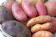 verschiedene Kartoffelsorten