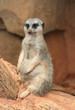 Portrait of a Meerkat