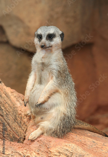 Photo: Portrait of a Meerkat Portrait of a Meerkat
