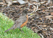 American Robin searching for food