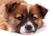 Puppy isolated on white background