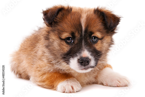 Photo: Puppy isolated on white background Puppy isolated on white background