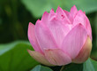 Pink Lotus Flower