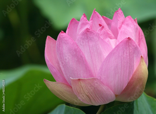 Photo: Pink Lotus Flower Pink Lotus Flower