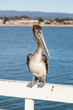 Brown Pelican