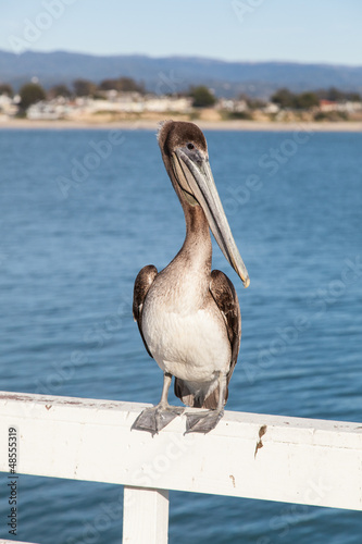 Photo: Brown Pelican Brown Pelican