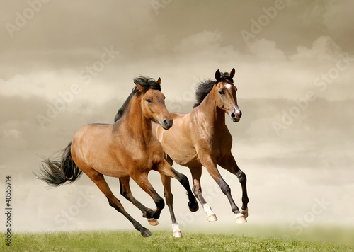 Photo: young horses young horses