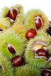 Pile of chestnut fruits with their husks open close-up.