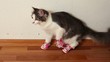 Cat in pink shoes sits on floor and then jumps