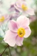 Anemonen im Wind
