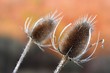 Wilde Karden / common teasle