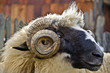 close up of a domestic ram head