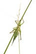 Grünes Heupferd / grasshopper