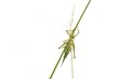 Grünes Heupferd / grasshopper