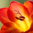 Freesie /freesia