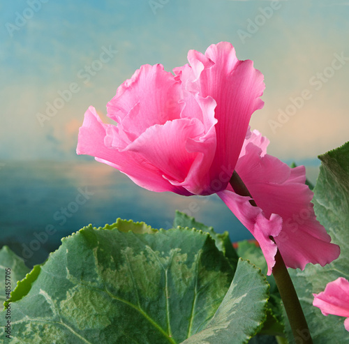 Photo: Background with flower Background with flower