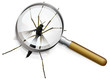 Moustique à la loupe