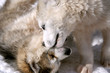 Chiots husky