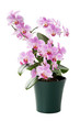Beautiful orchid in the cache-pot isolated