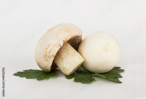 Photo: White mushrooms on white background White mushrooms on white background