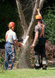 point of saw embedded in tree