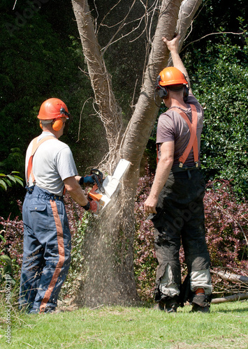 Photo: point of saw embedded in tree point of saw embedded in tree
