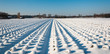 Young lavender plants in winter