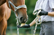 Photo: L-Cheval L-Cheval