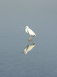 A lone beautiful white heron and reflection on water