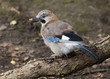 A Young Eurasian Jay