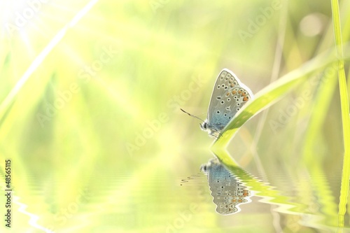 Photo: Butterfly on a spring meadow in the sunshine Butterfly on a spring meadow in the sunshine