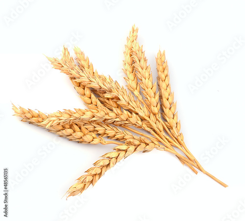 Photo: wheat bunch wheat bunch