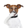 dog laughing at a joke