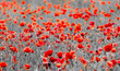 poppies