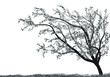 Tree with pink blosssom  and Grass silhouette