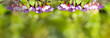 Cherry blossoms with nice background color