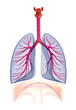 Transtarent human lungs anatomy. Isolated on white