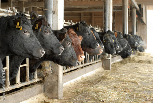 Photo: Kühe in einer Reihe im offenem Stall Kühe in einer Reihe im offenem Stall