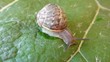 snail