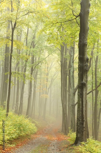 Photo: Early autumn beech forest in the mountains Early autumn beech forest in the mountains