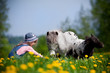 Child feeding horses in the field at spring.
