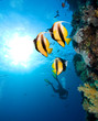 Photo: Masked Butterfly Fishes and silhouette of diver Masked Butterfly Fishes and silhouette of diver