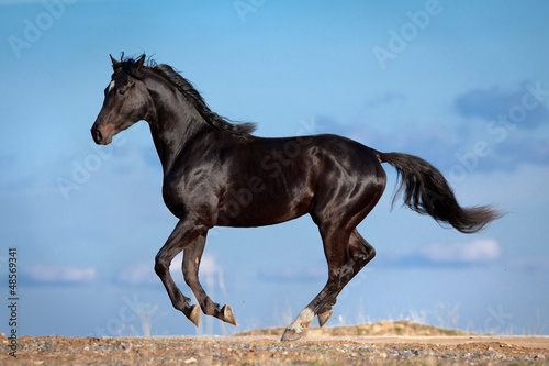 Photo: Black horse runs in blue sky Black horse runs in blue sky
