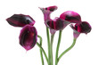 bouquet of artificial calla on a white background