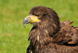 Weißkopfseeadler im Frühling